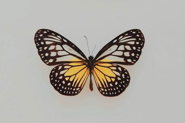 Butterfly Park Using IoT